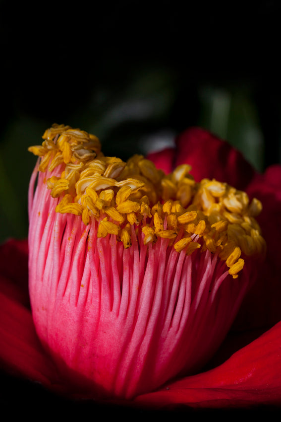Camellia Japonica Rosa